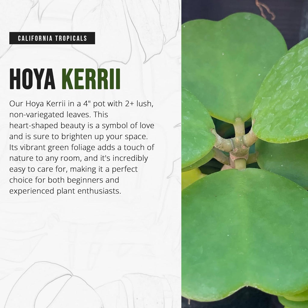 4" Pot Hoya Kerrii J1254