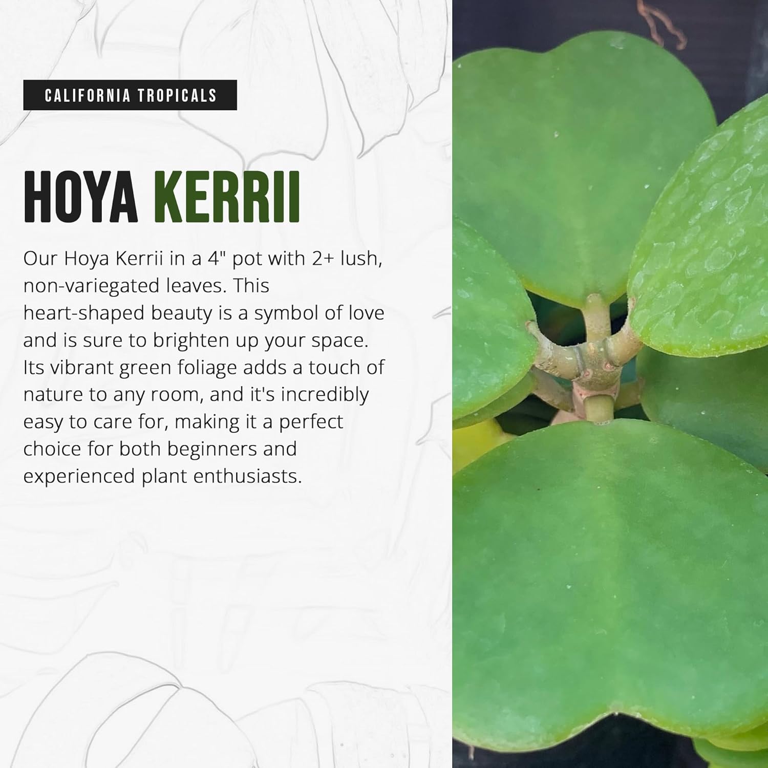 4" Pot Hoya Kerrii J1254