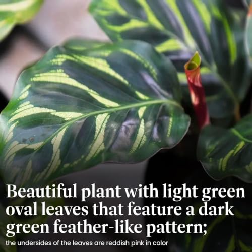 Calathea Makoyana with White Pot Cover, 6-Inch Pot, Live Indoor Prayer Plant H96911