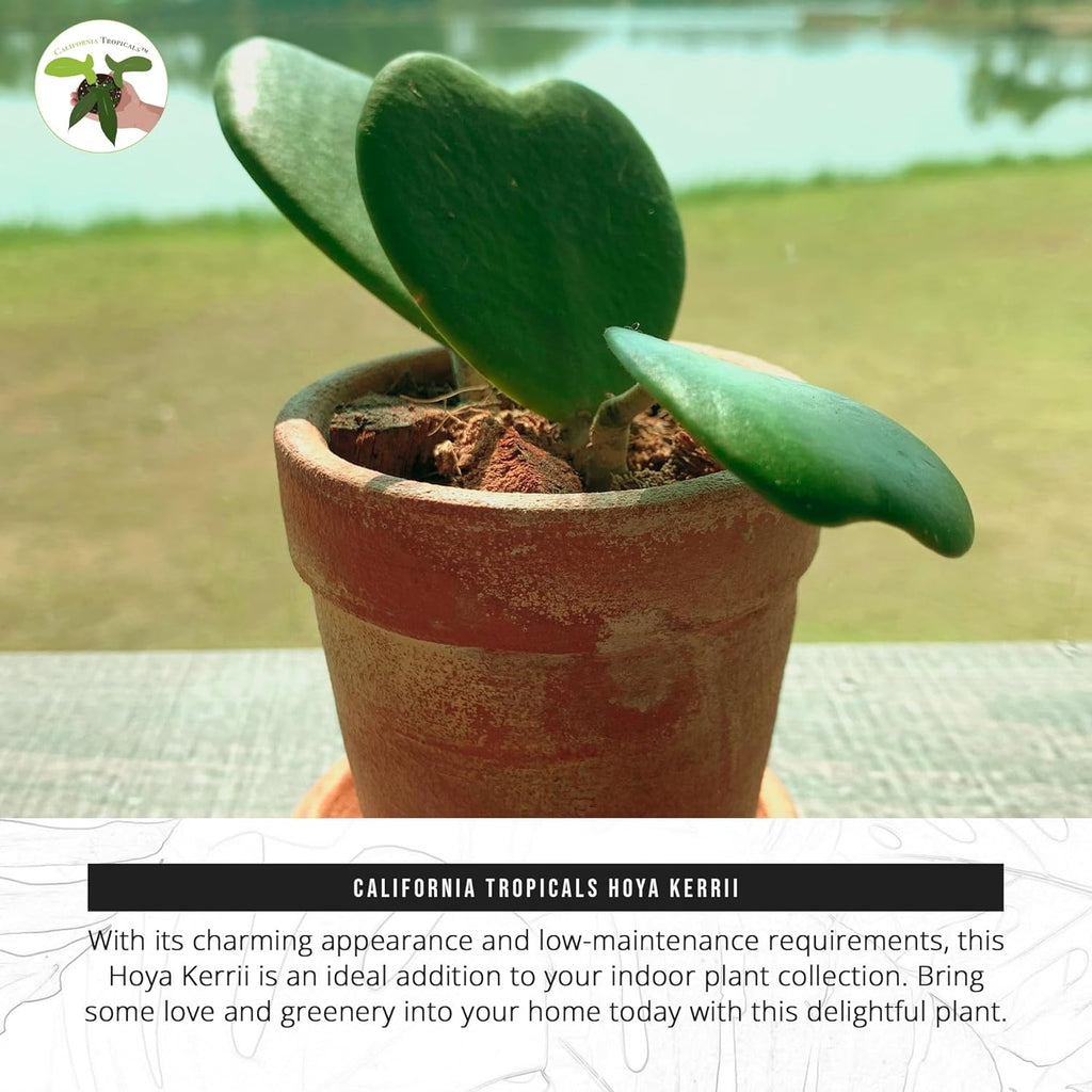 4" Pot Hoya Kerrii J1254