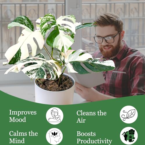 Monstera Albo Plant Live 18-24 Inches Variegata Leaf Cutting with Roots G707779
