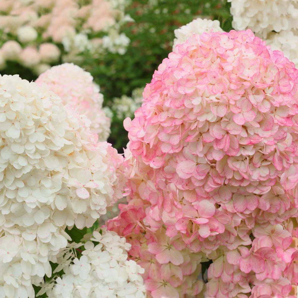 Vanilla Strawberry Hydrangea Tree, 5-6 ft. W2439