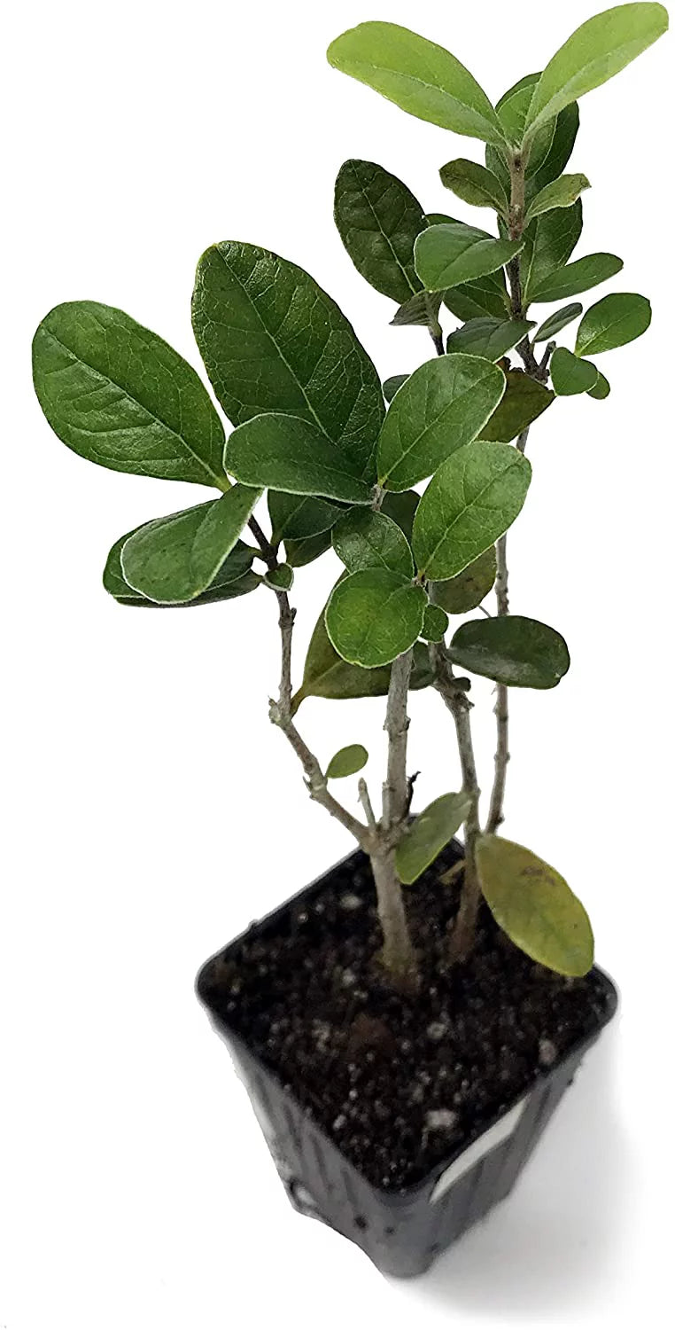 Pineapple Guava Live Plant N608460