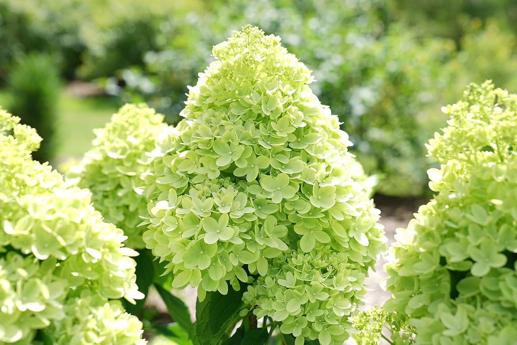 2 Gal Containers Panicle Hydrangea Shrub Bundle A67569