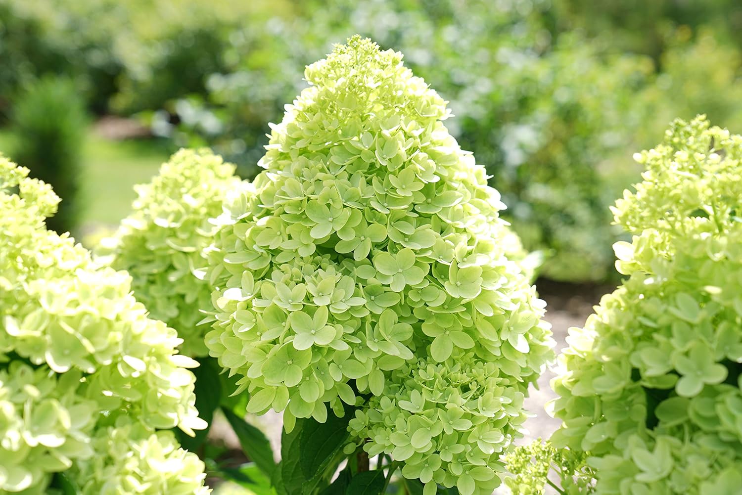 2 Gal Containers Panicle Hydrangea Shrub Bundle A67569