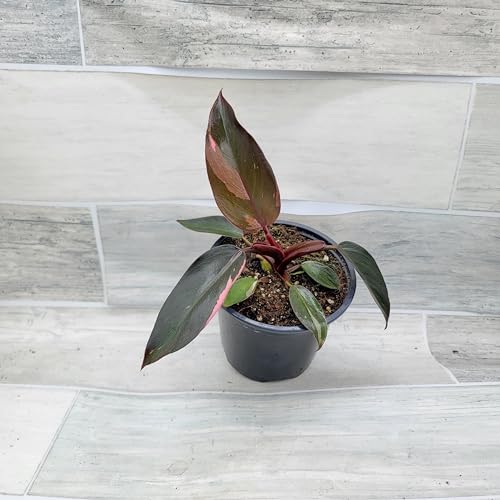 Philodendron Black Cherry Pink Princess Live House Plants in 3" Pot X396303
