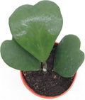4" Pot Hoya Kerrii J1254