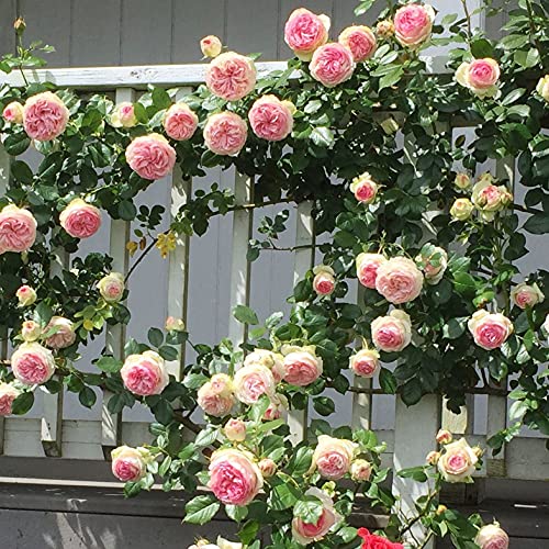 Pink Climbing Rose Live Plant, Potted 2 Quart S71218