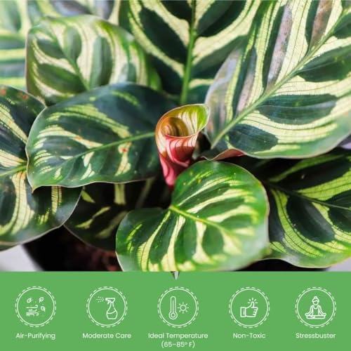 Calathea Makoyana with White Pot Cover, 6-Inch Pot, Live Indoor Prayer Plant H96911