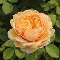 Yellow Rose Bush H931