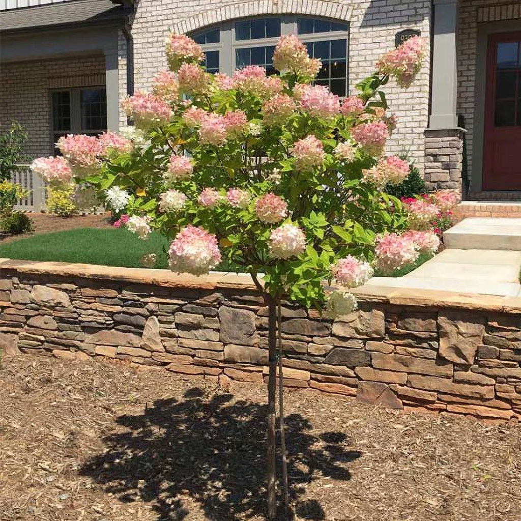 Vanilla Strawberry Hydrangea Tree, 5-6 ft. W2439