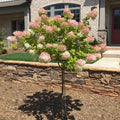 Vanilla Strawberry Hydrangea Tree, 5-6 ft. W2439
