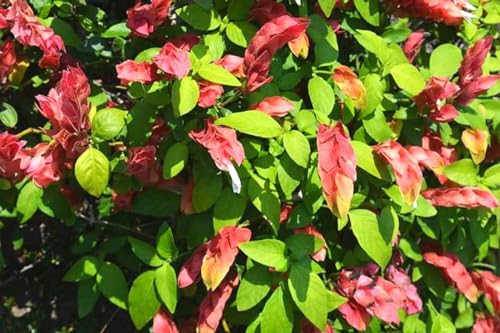 2 Red Shrimp Plants, 3 to 5 Inc Tall R202