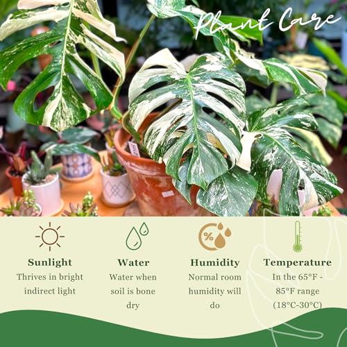 Monstera Albo Plant Live 18-24 Inches Variegata Leaf Cutting with Roots G707779