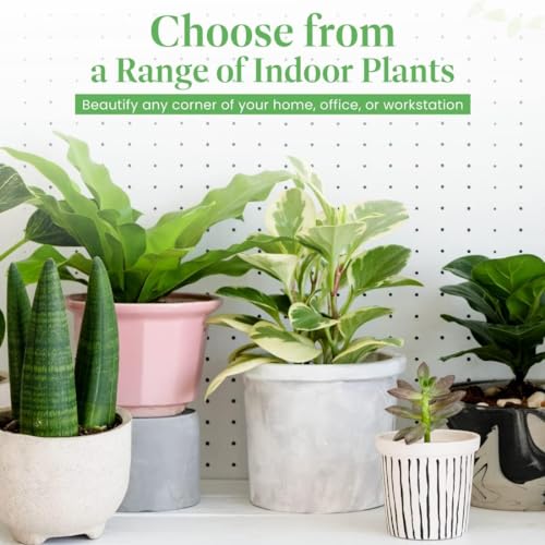 Calathea Makoyana with White Pot Cover, 6-Inch Pot, Live Indoor Prayer Plant H96911