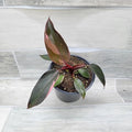 Philodendron Black Cherry Pink Princess Live House Plants in 3" Pot X396303
