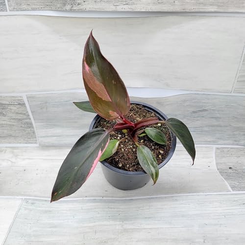 Philodendron Black Cherry Pink Princess Live House Plants in 3" Pot X396303