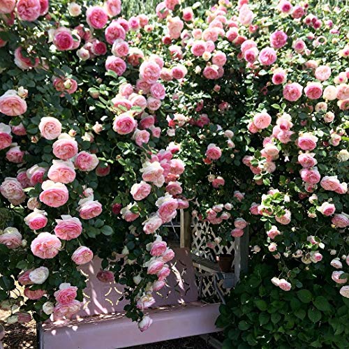 Pink Climbing Rose Live Plant, Potted 2 Quart S71218